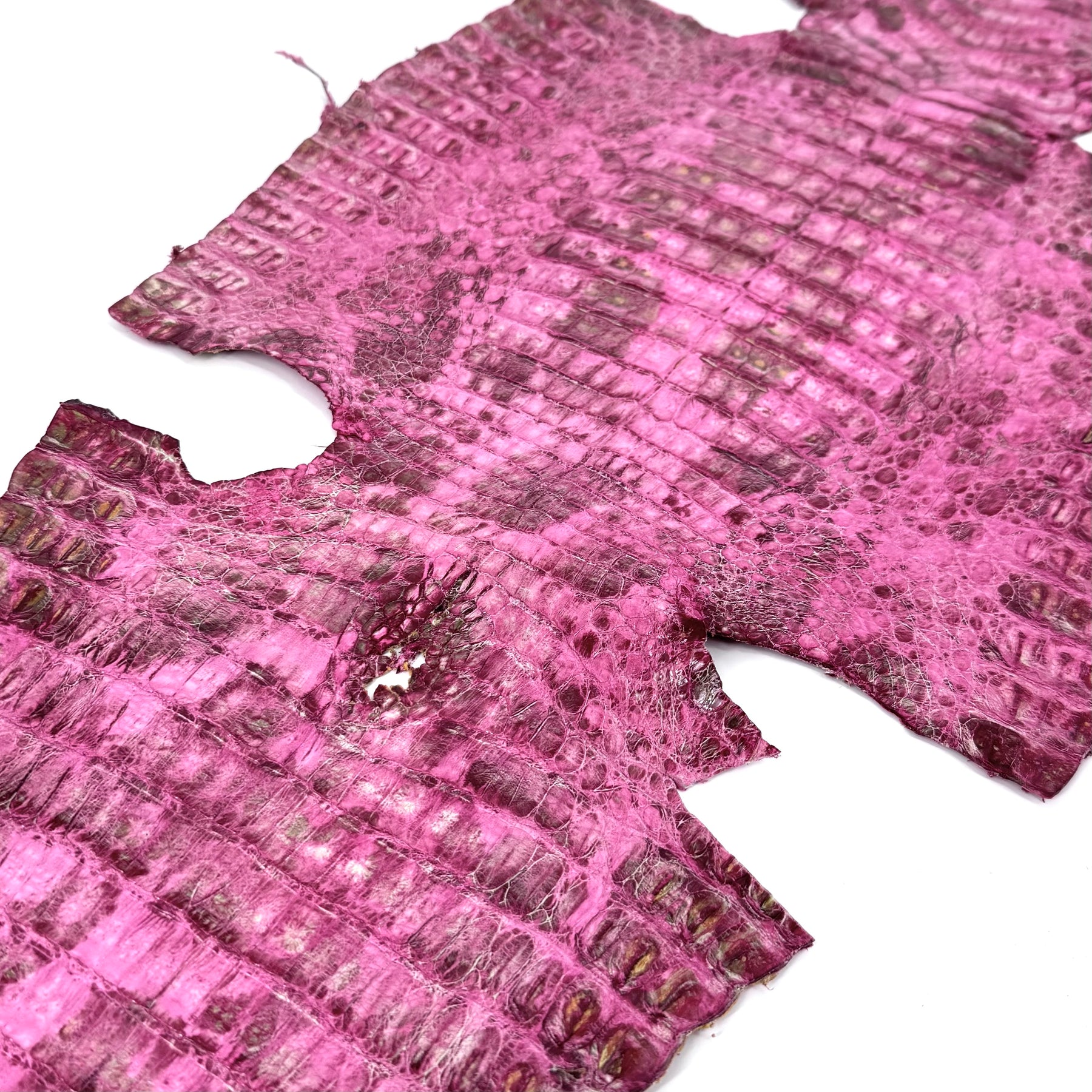 Pink Caiman Crocodile - only 1 available | SALE