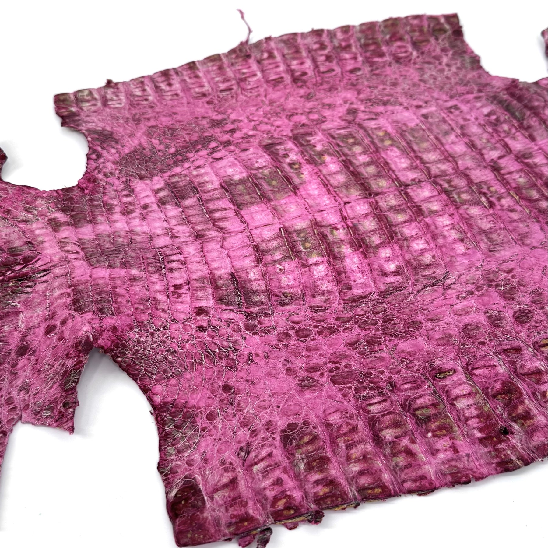 Pink Caiman Crocodile - only 1 available | SALE