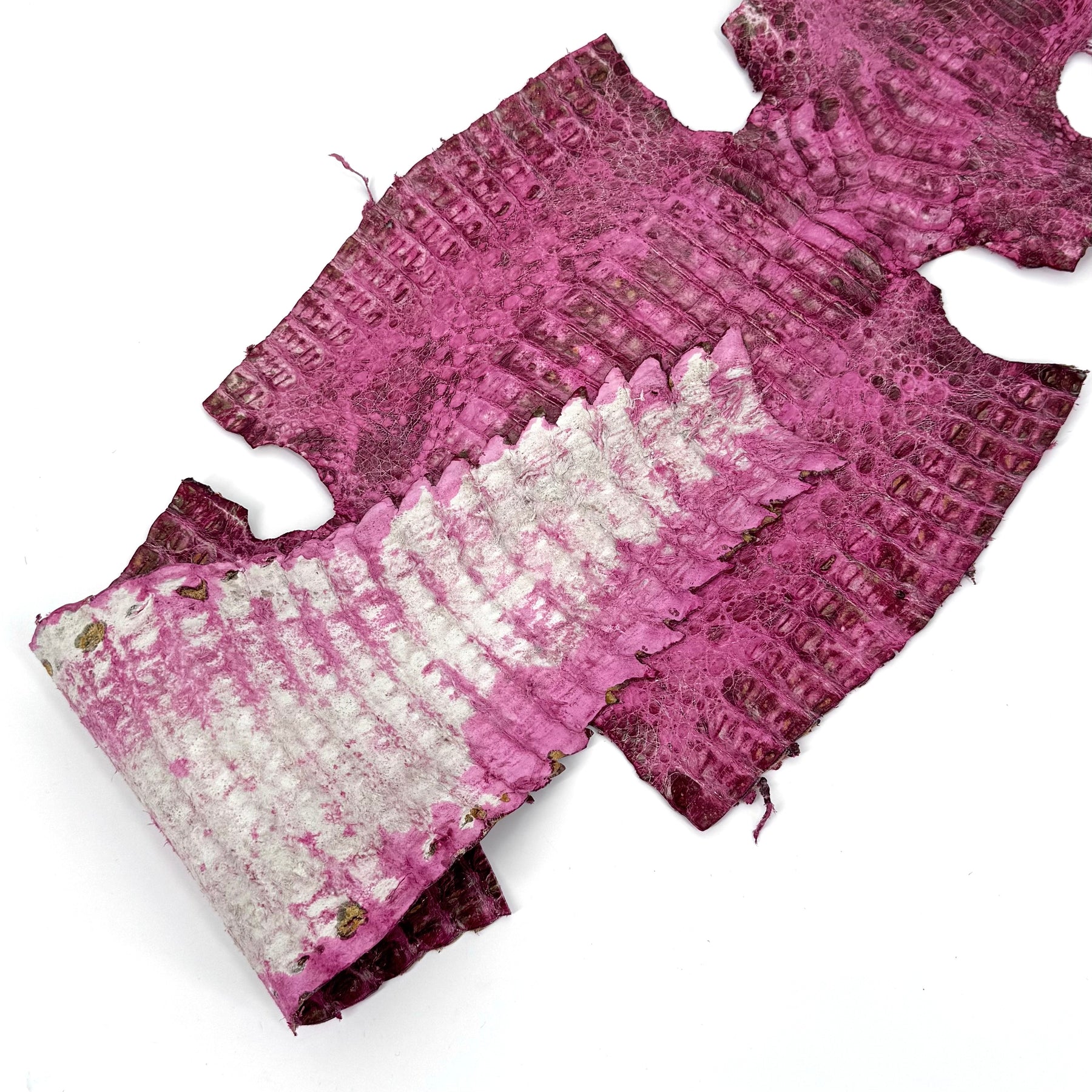 Pink Caiman Crocodile - only 1 available | SALE