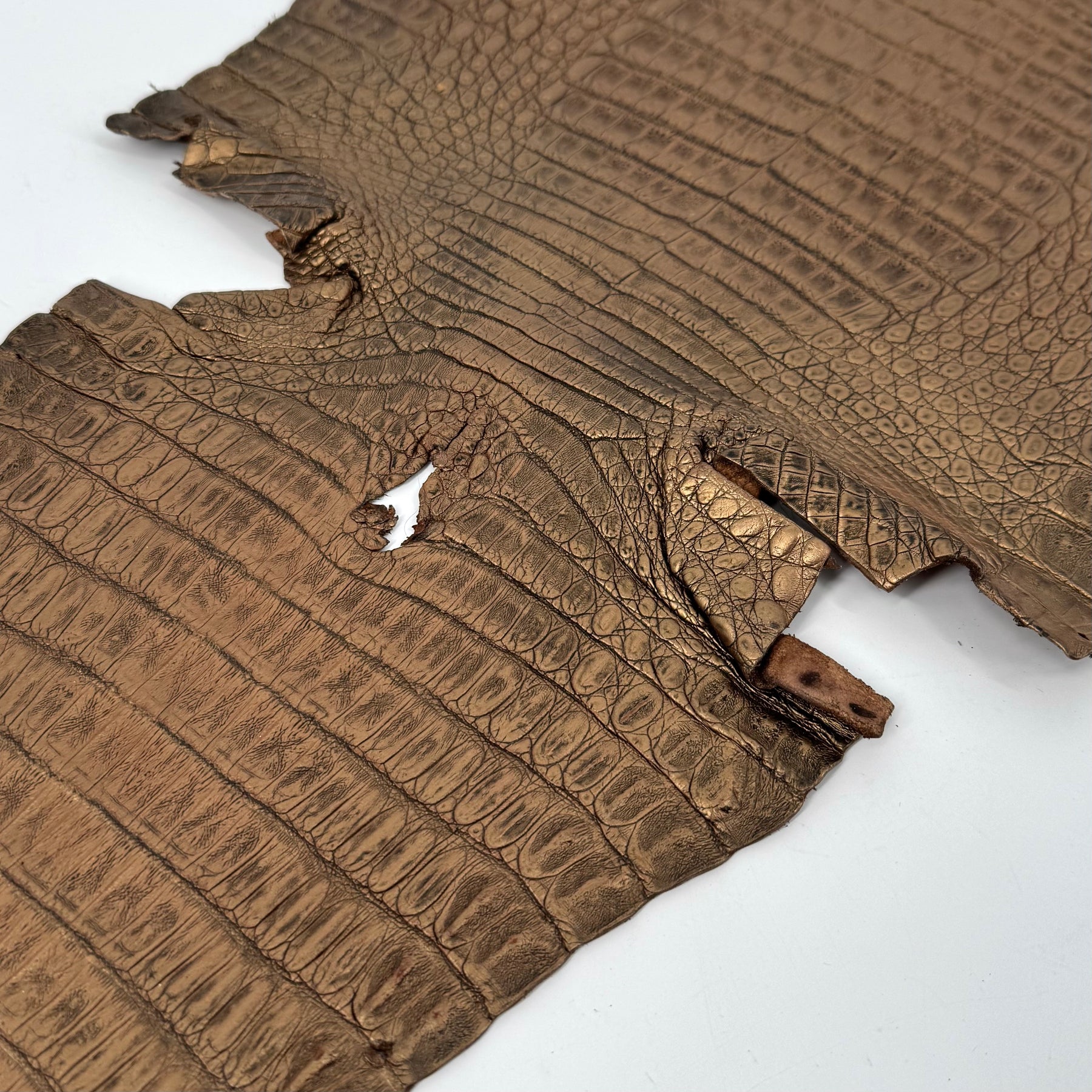 Golden Copper Caiman Crocodile | SALE