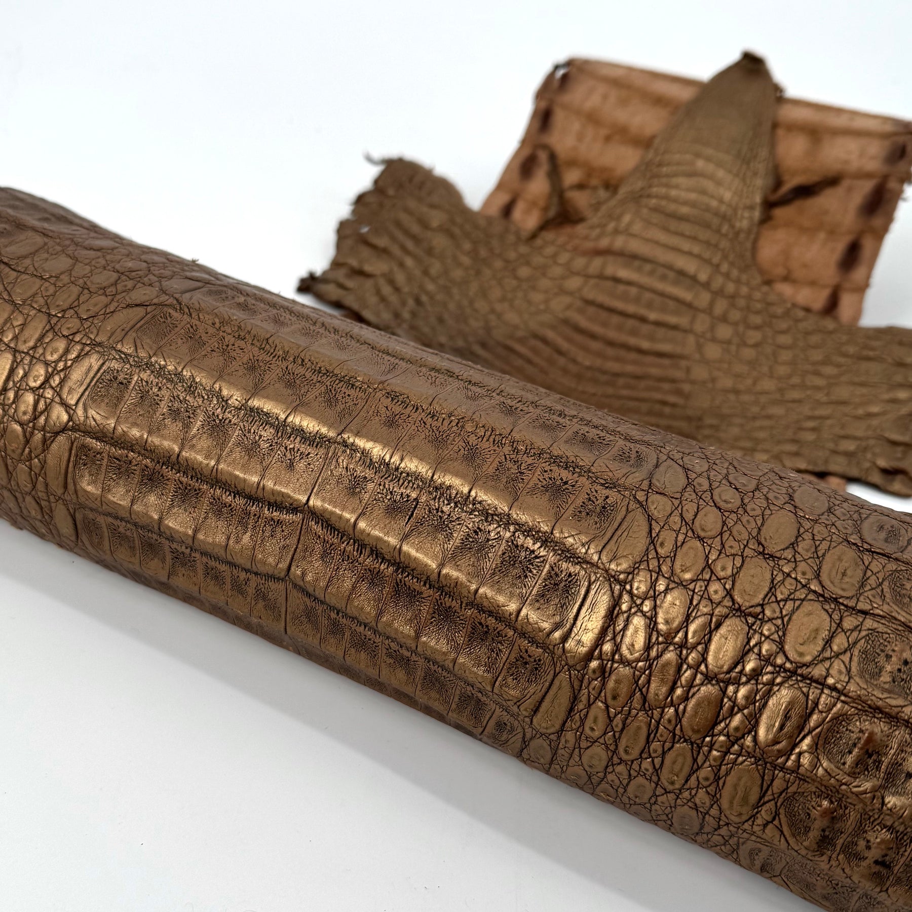 Golden Copper Caiman Crocodile | SALE