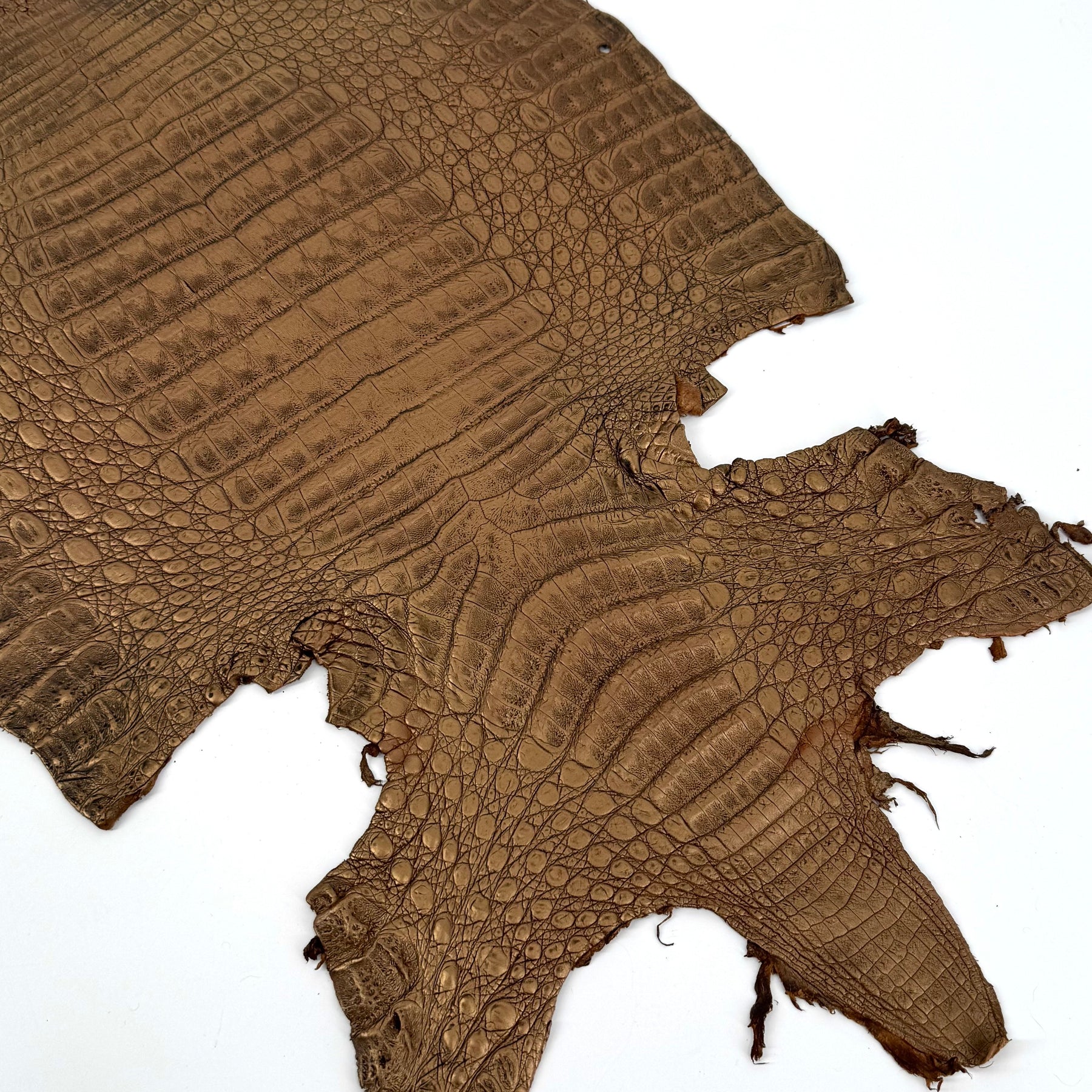 Golden Copper Caiman Crocodile | SALE