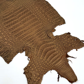 Golden Copper Caiman Crocodile | SALE