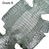 Metallic Caiman Crocodile - 5 left | Sale