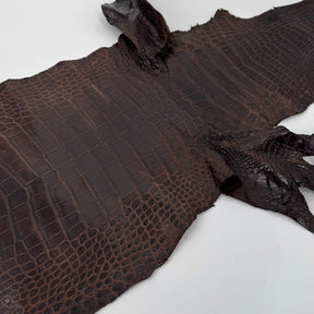 Wild American Alligator in Brown | 31 cm