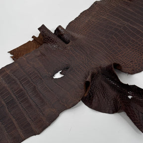 Wild American Alligator in Brown | 31 cm
