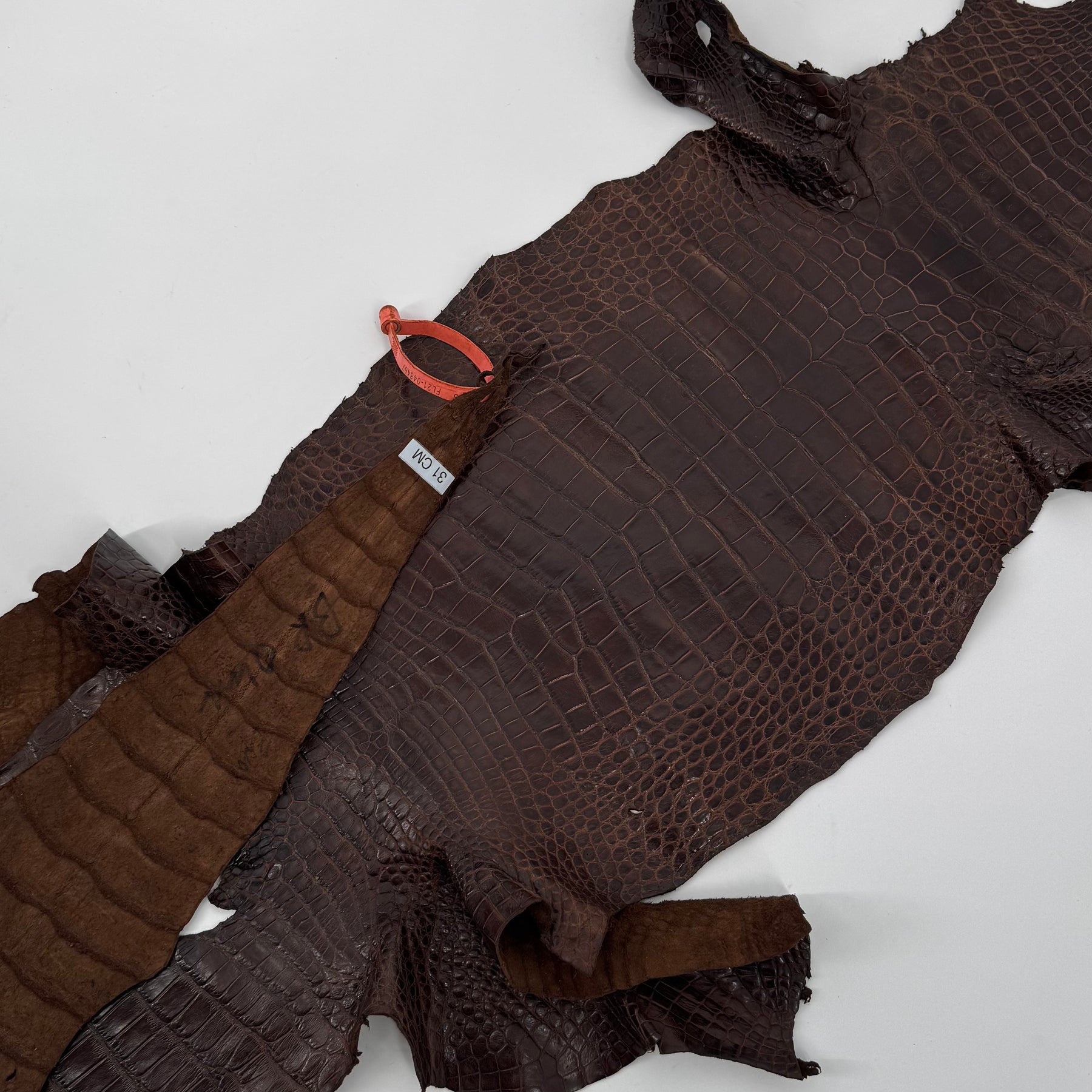 Wild American Alligator in Brown | 31 cm