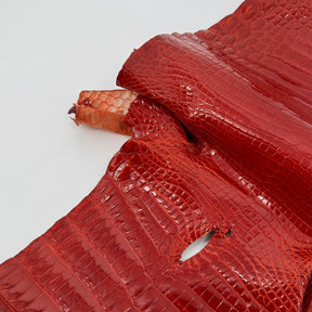 Glazed American Alligator in Crimson Red/Orange | 41 cm