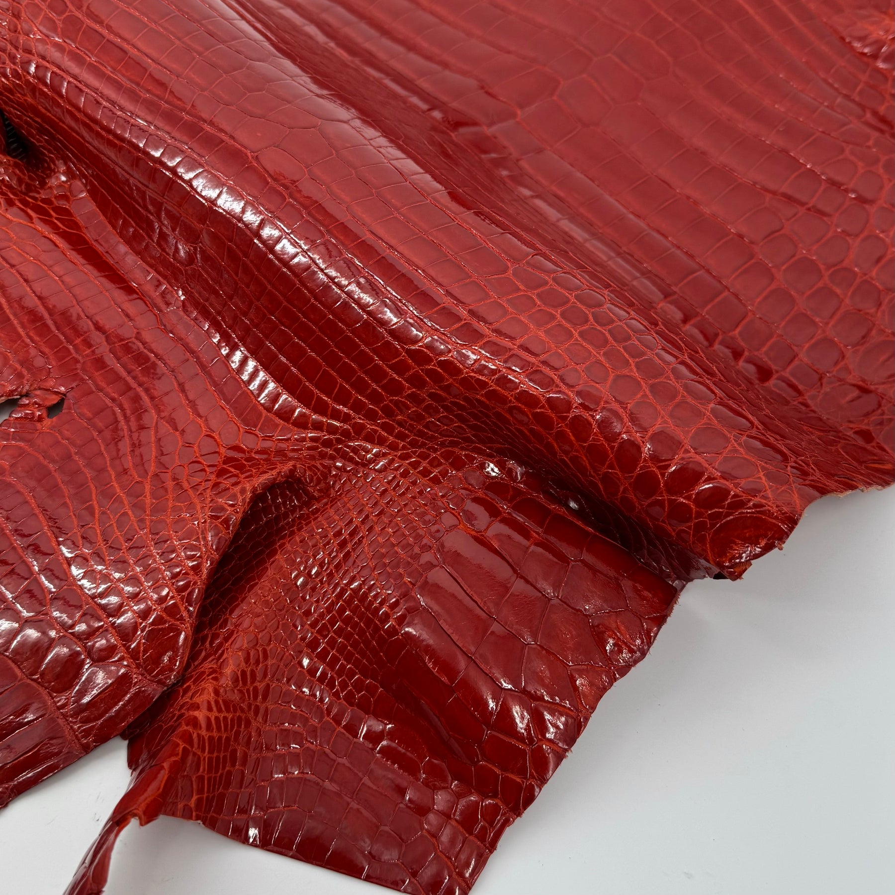Glazed American Alligator in Crimson Red/Orange | 41 cm