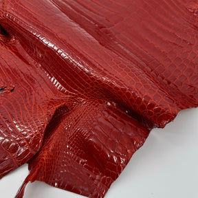 Glazed American Alligator in Crimson Red/Orange | 41 cm