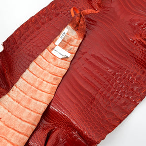 Glazed American Alligator in Crimson Red/Orange | 41 cm
