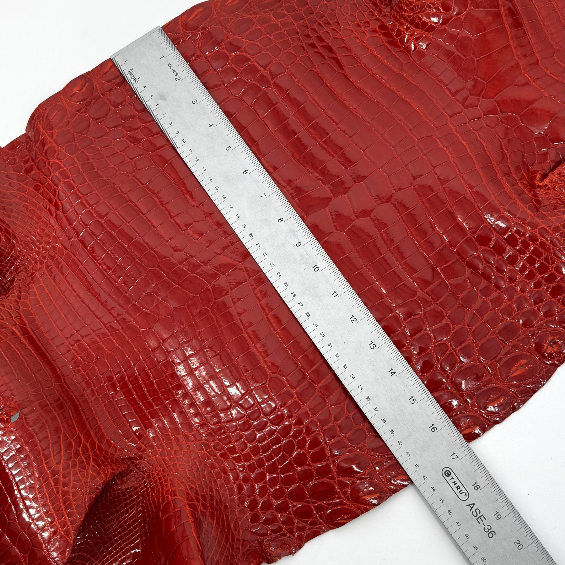 Glazed American Alligator in Crimson Red/Orange | 41 cm
