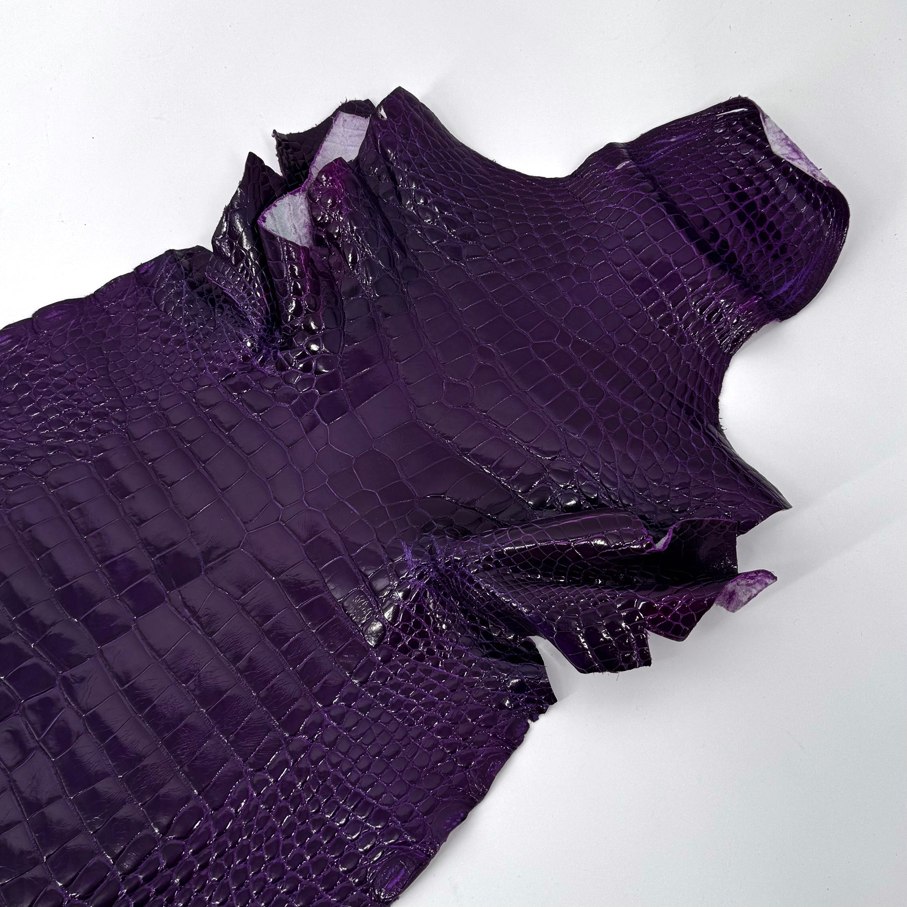Glazed Wild American Alligator in Purple | 38 cm