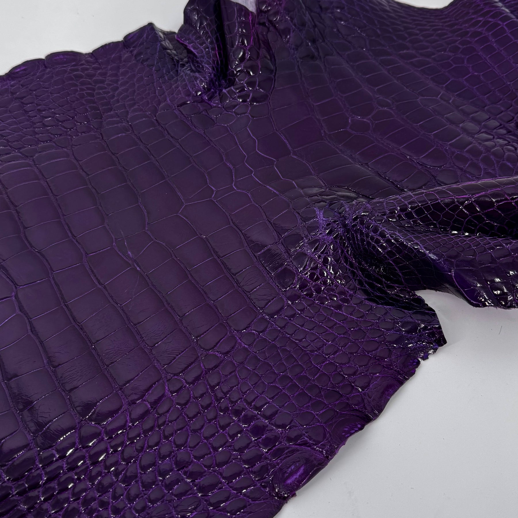 Glazed Wild American Alligator in Purple | 38 cm