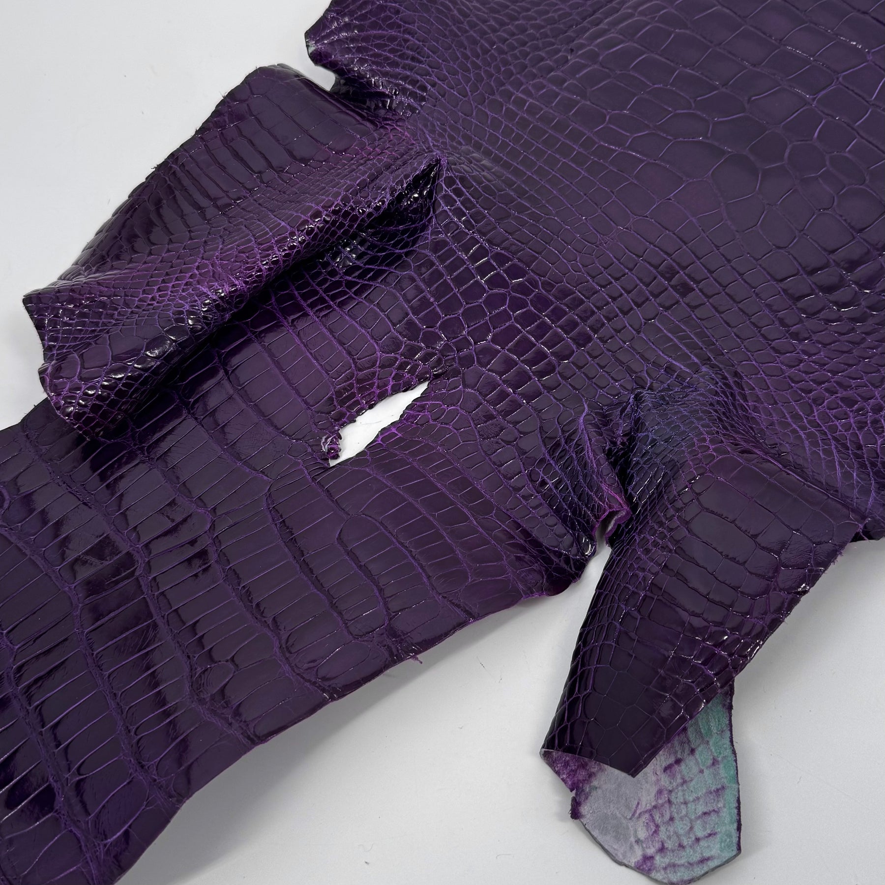 Glazed Wild American Alligator in Purple | 38 cm