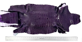 Glazed Wild American Alligator in Purple | 38 cm