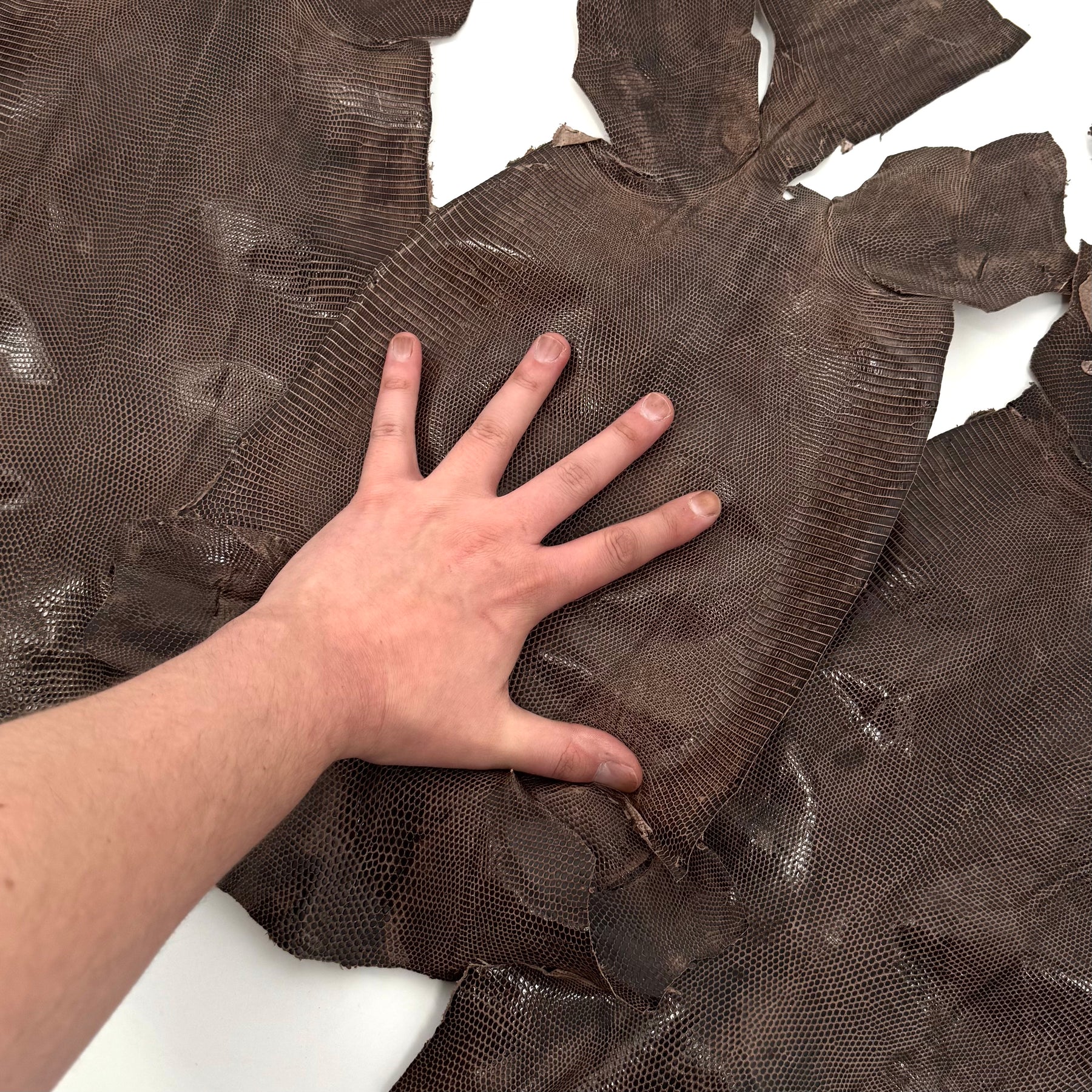 Pack of 3 Glazed Brown Lizard Skin Grade 2 | SALE