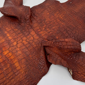 Wild American Alligator Hand Painted (Burnt Orange) | 38 cm