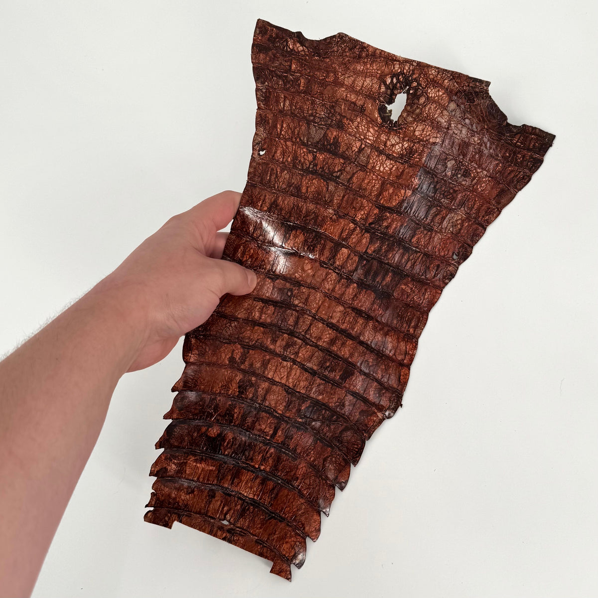 Individual Caiman Tales | SALE