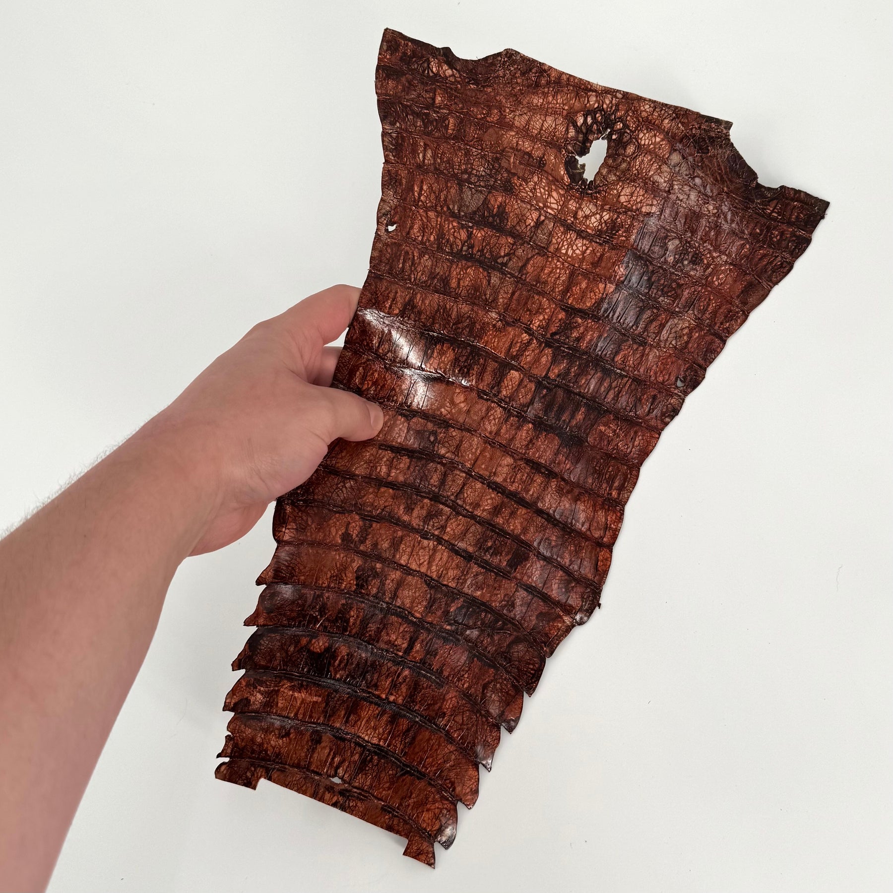 Individual Caiman Tales | SALE