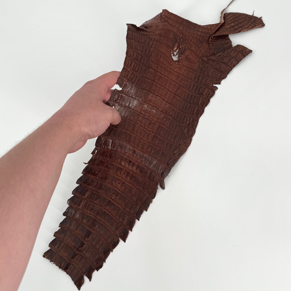 Individual Caiman Tales | SALE