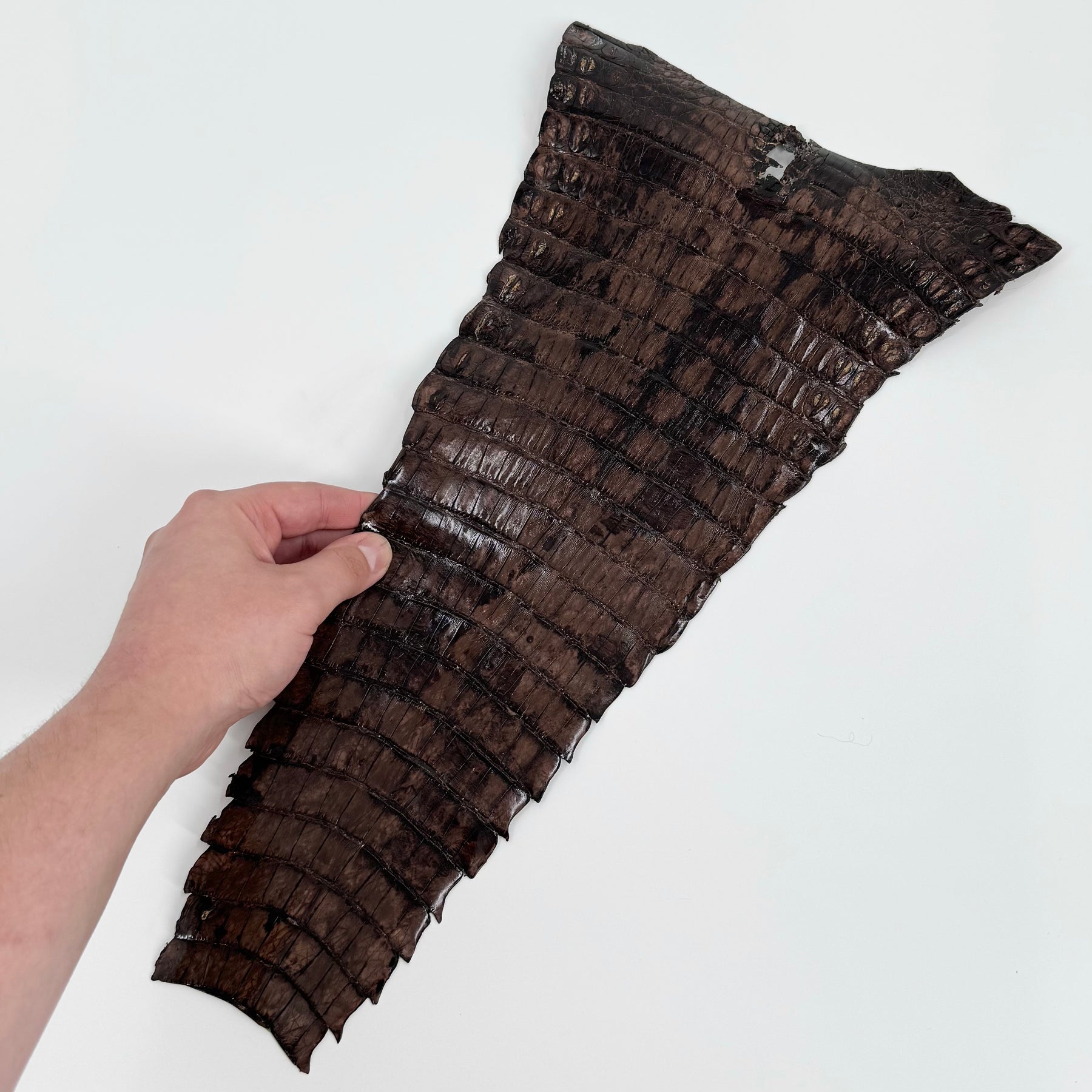 Individual Caiman Tails | SALE