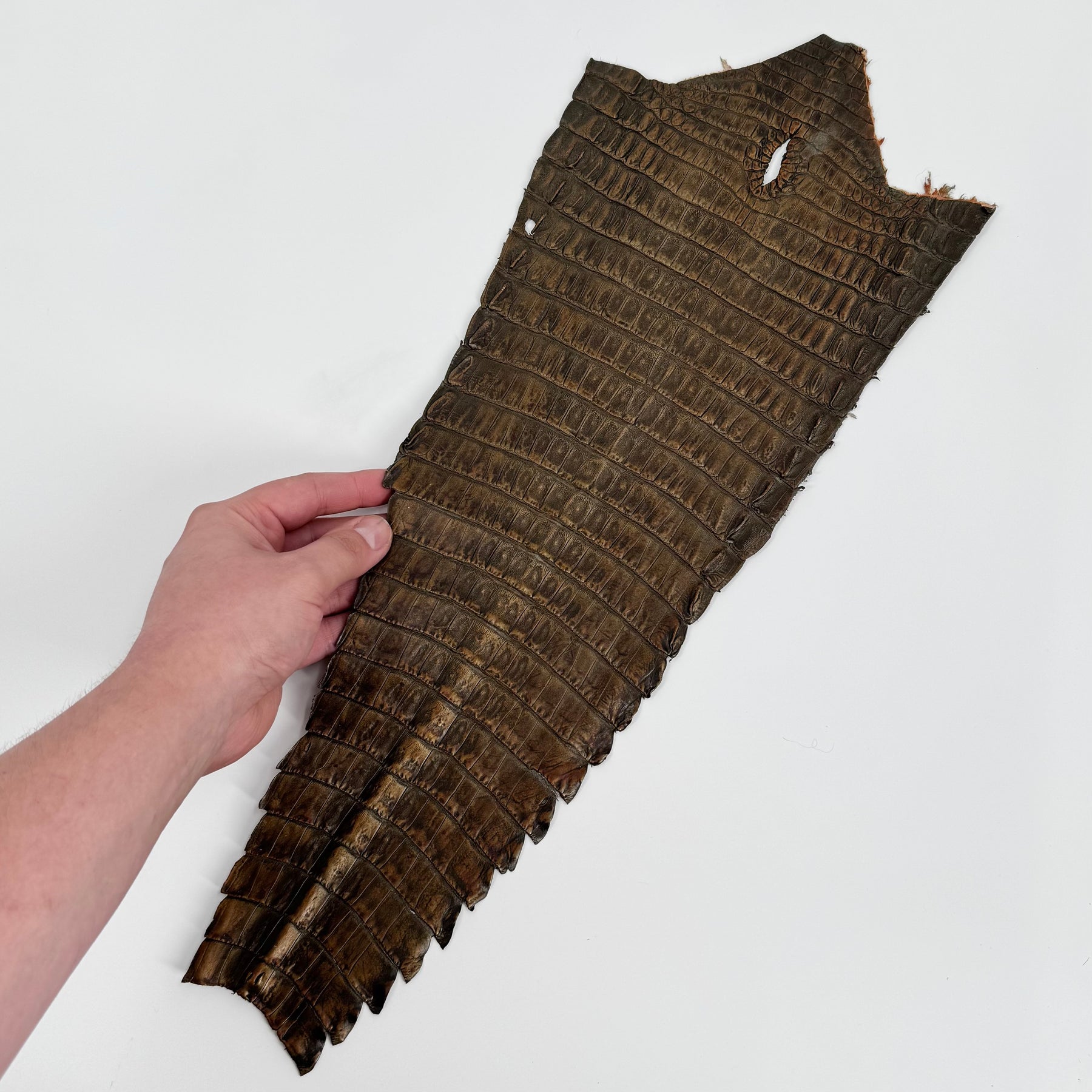 Individual Caiman Tails | SALE