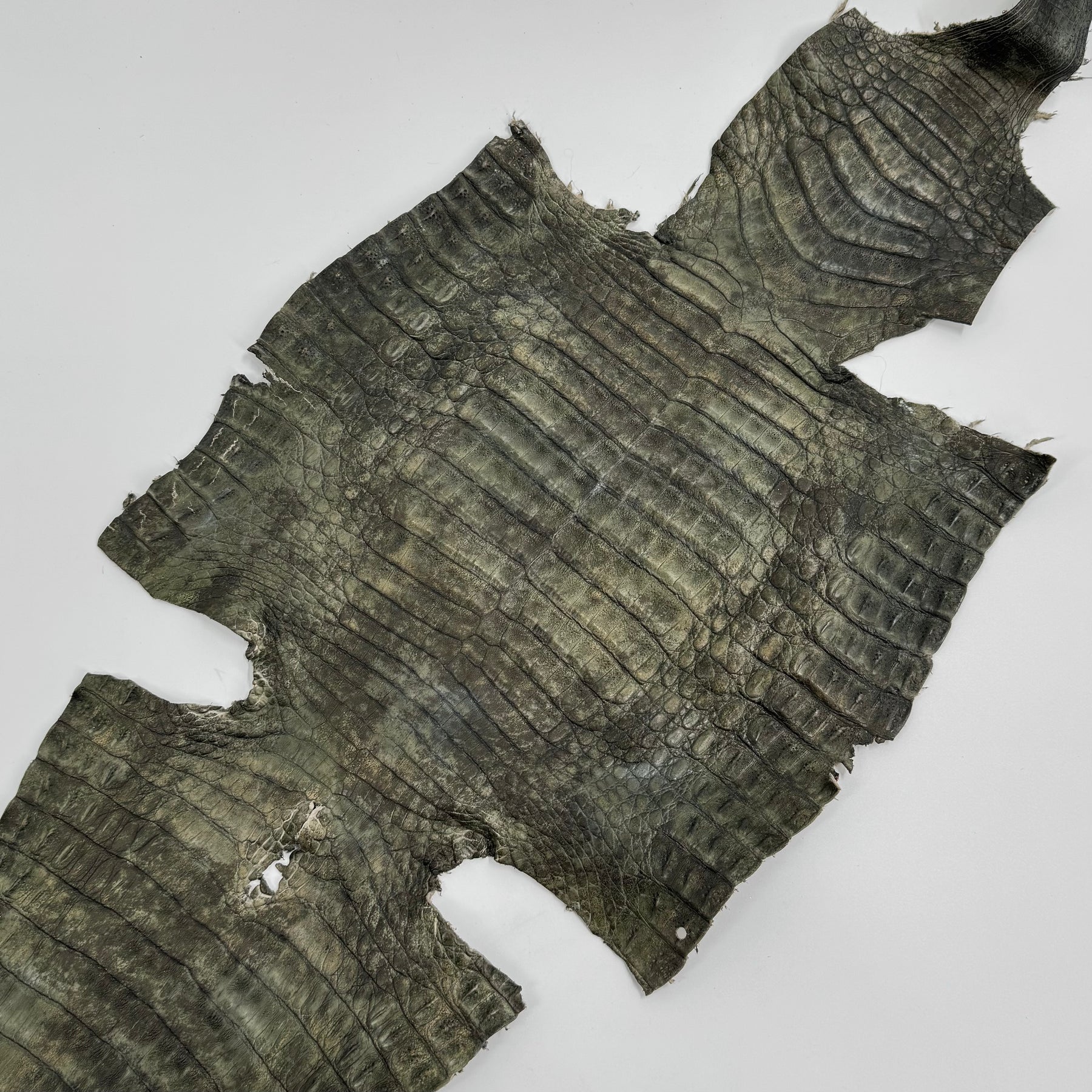 Forest Caiman Crocodile - only 1 | SALE