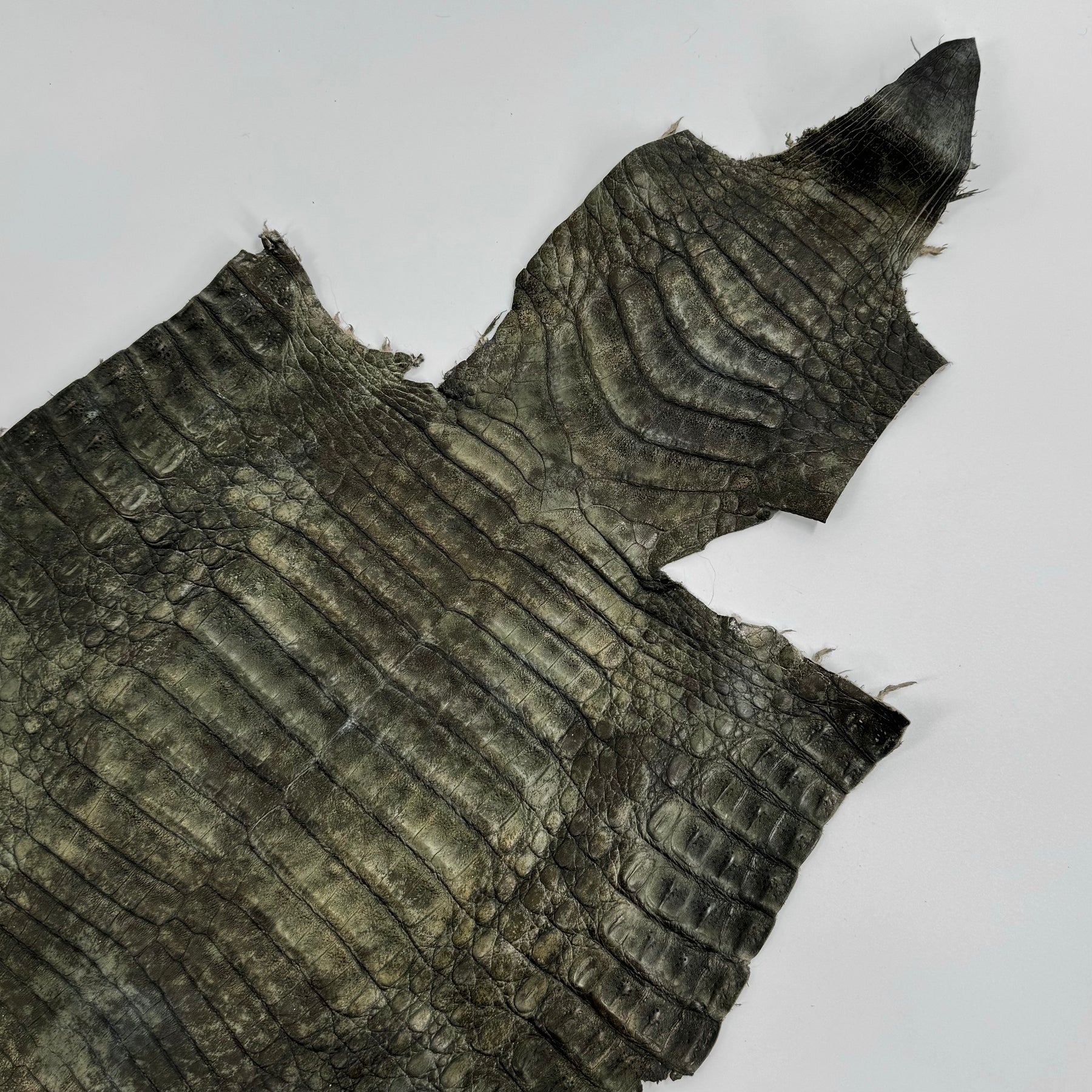 Forest Caiman Crocodile - only 1 | SALE