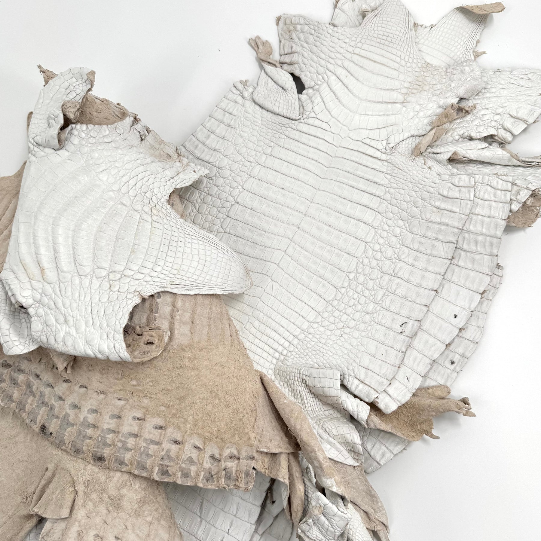 White Pigmented Caiman - Grade 2 & Grade 3 | Sale