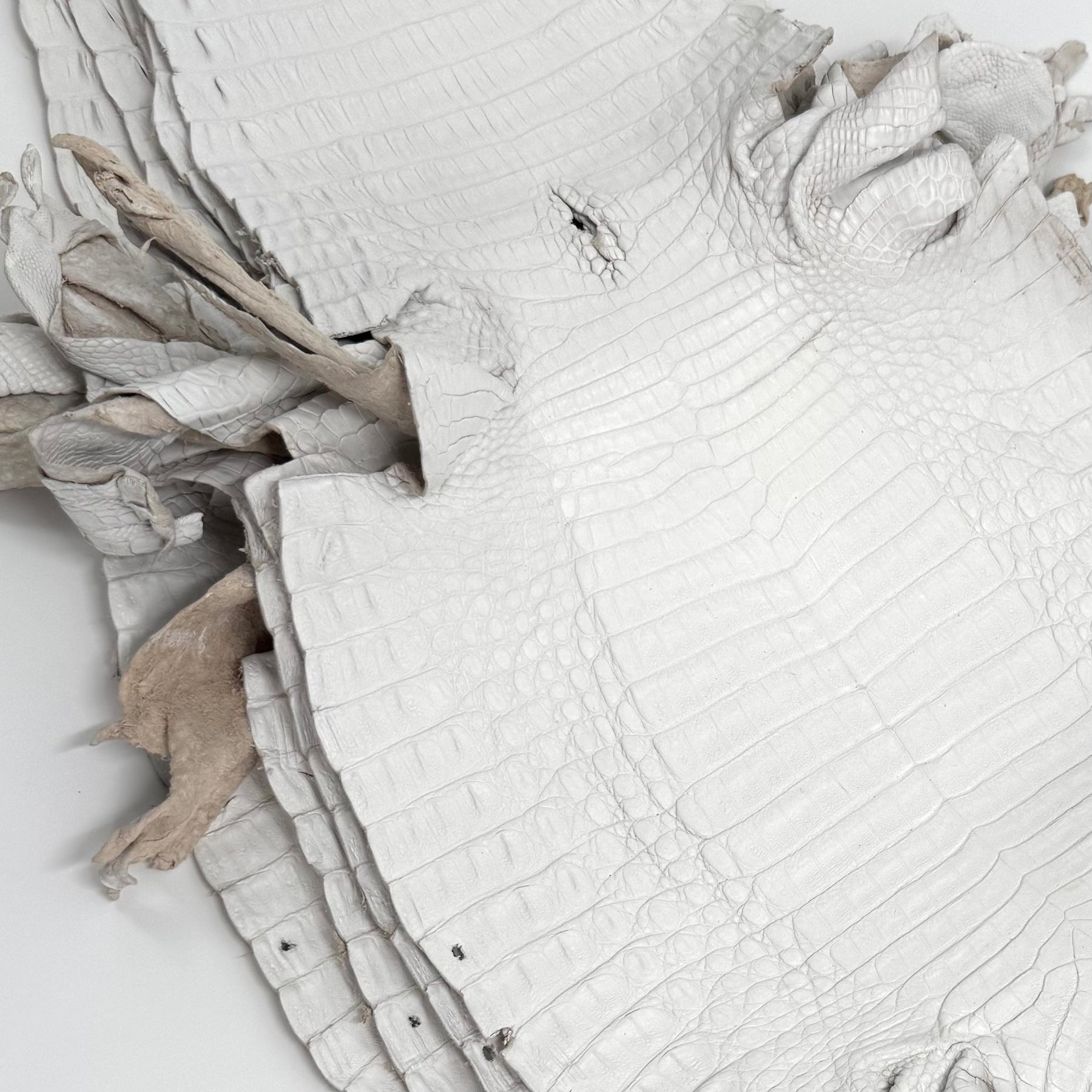 White Pigmented Caiman - Grade 2 & Grade 3 | Sale