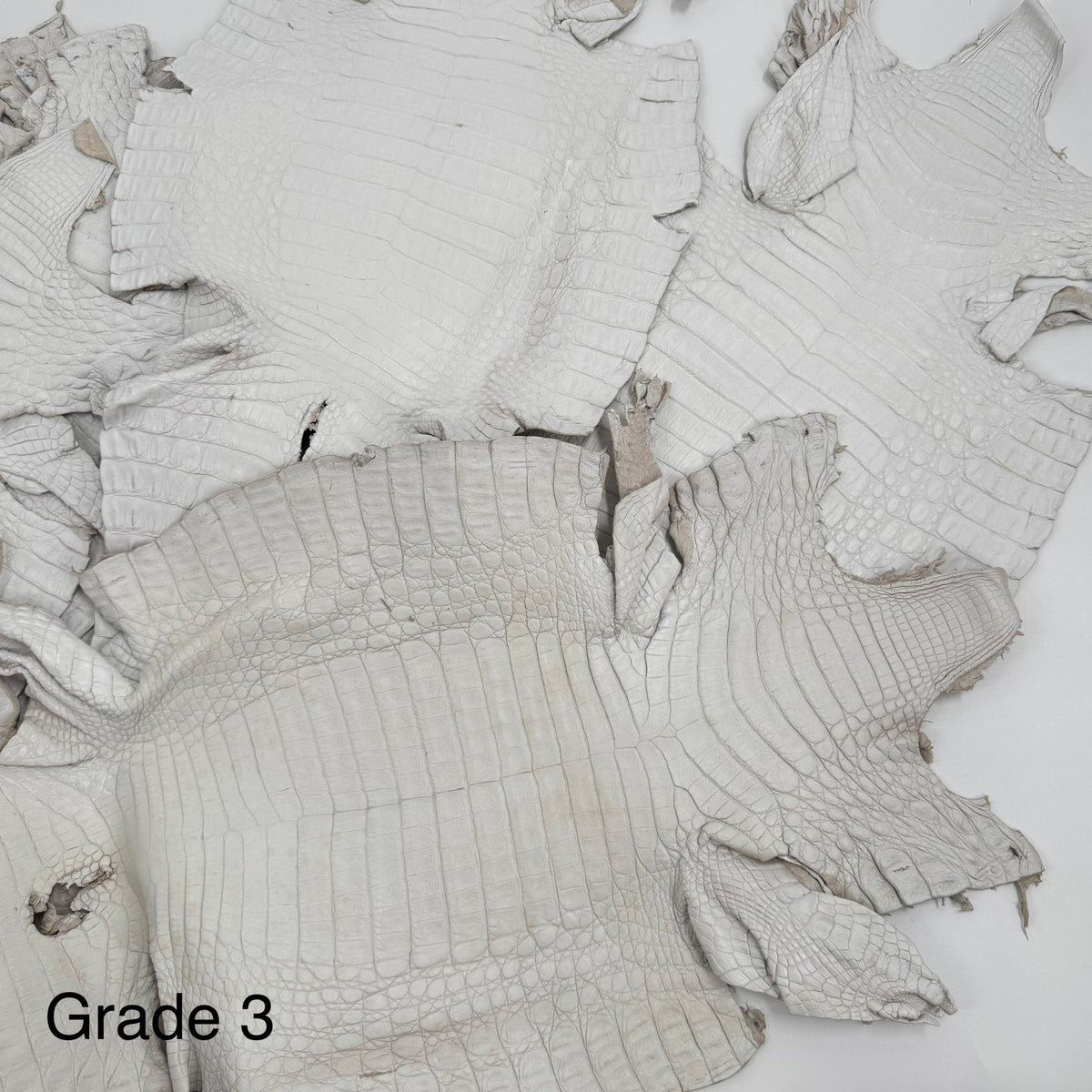 White Pigmented Caiman - Grade 2 & Grade 3 | Sale