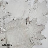 White Pigmented Caiman Grade 3 | Sale