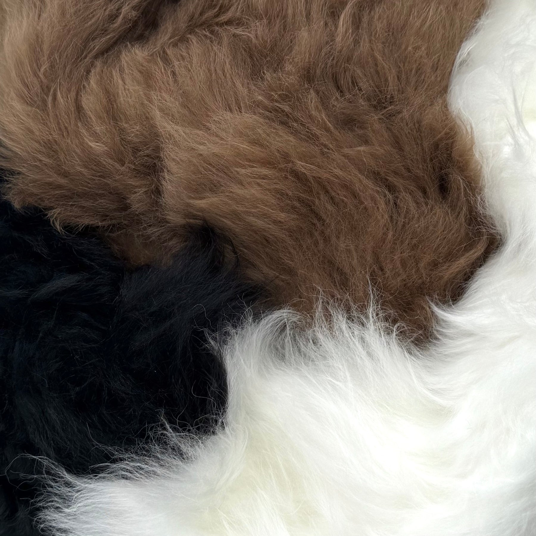Ironed Mongolian Long Hair Lamb Plate