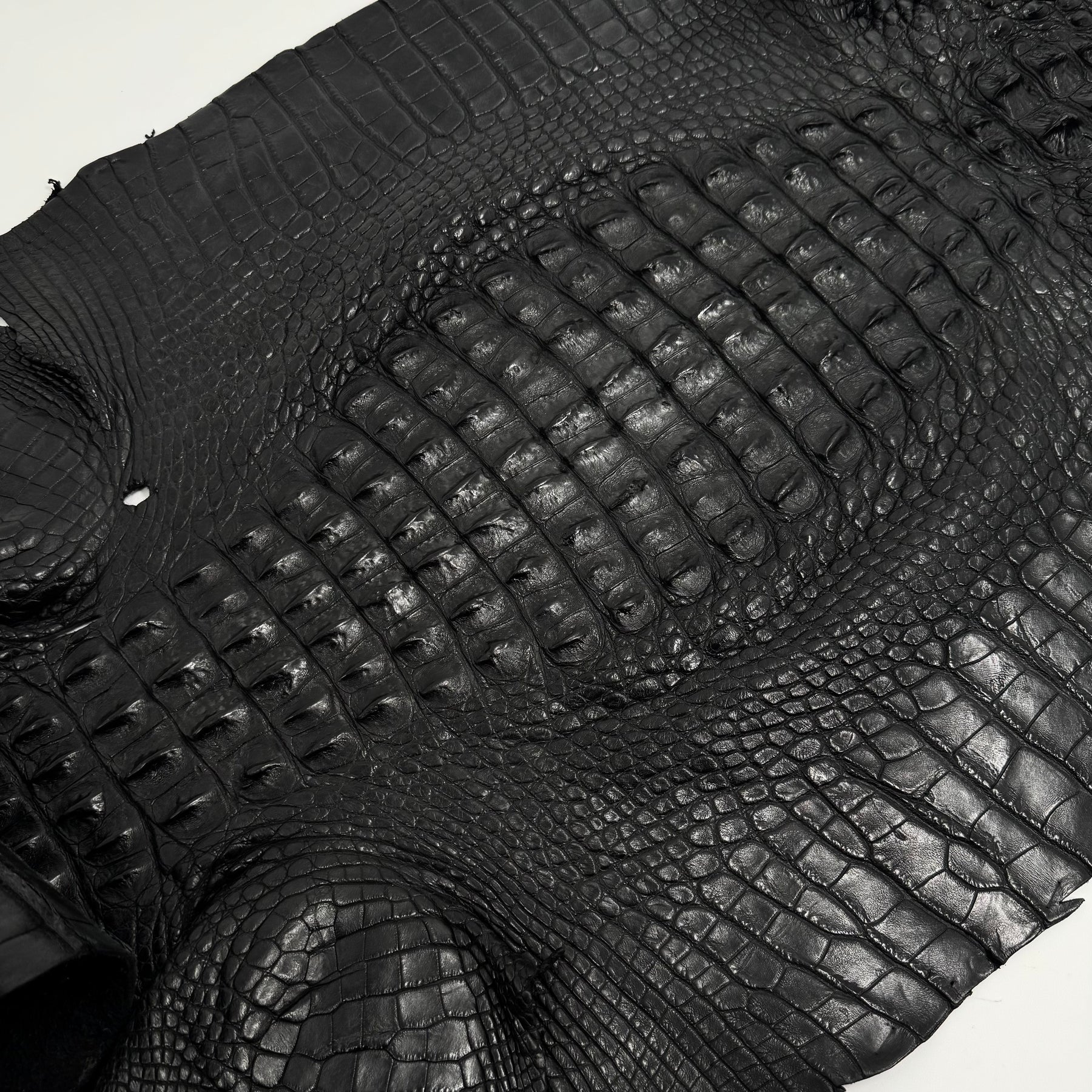 Exclusive Hornback Alligator in Black (56 cm) - Only 1 Available!