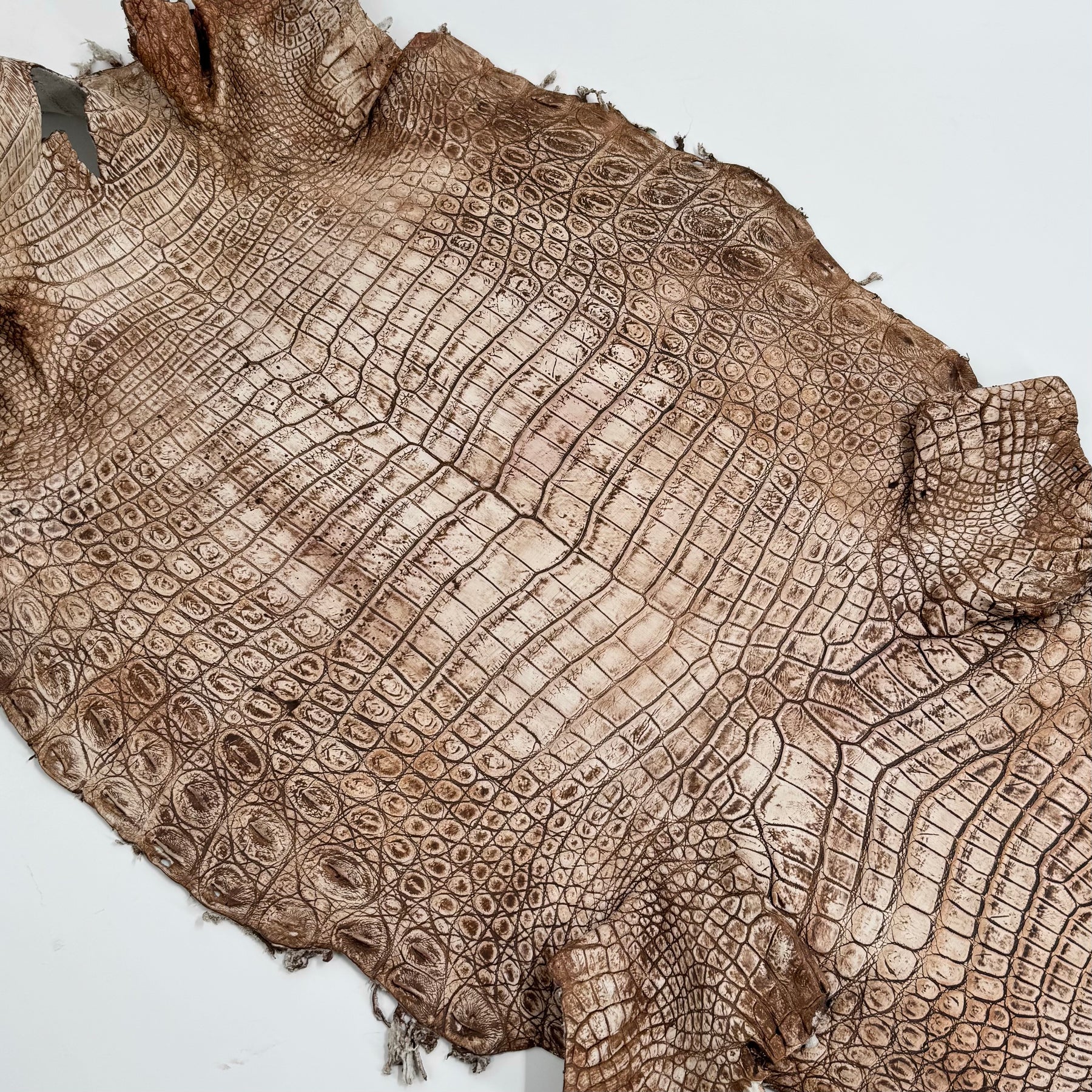 30% OFF Large Nile Crocodile - Hand Painted "Cinnamon Beige" 45 cm | SALE
