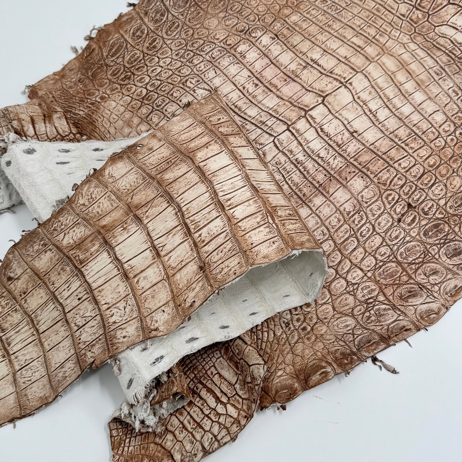 30% OFF Large Nile Crocodile - Hand Painted "Cinnamon Beige" 45 cm | SALE