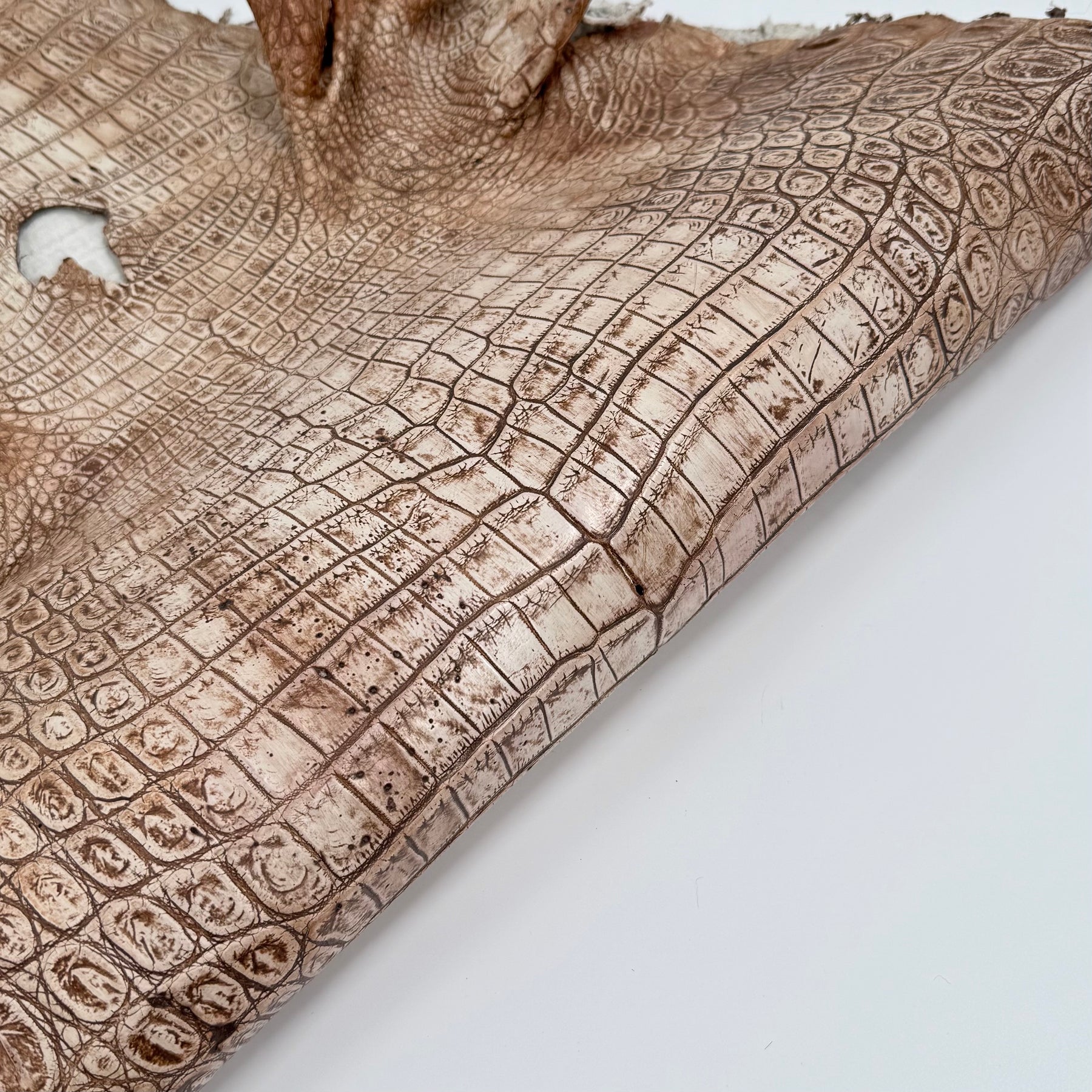 30% OFF Large Nile Crocodile - Hand Painted "Cinnamon Beige" 45 cm | SALE