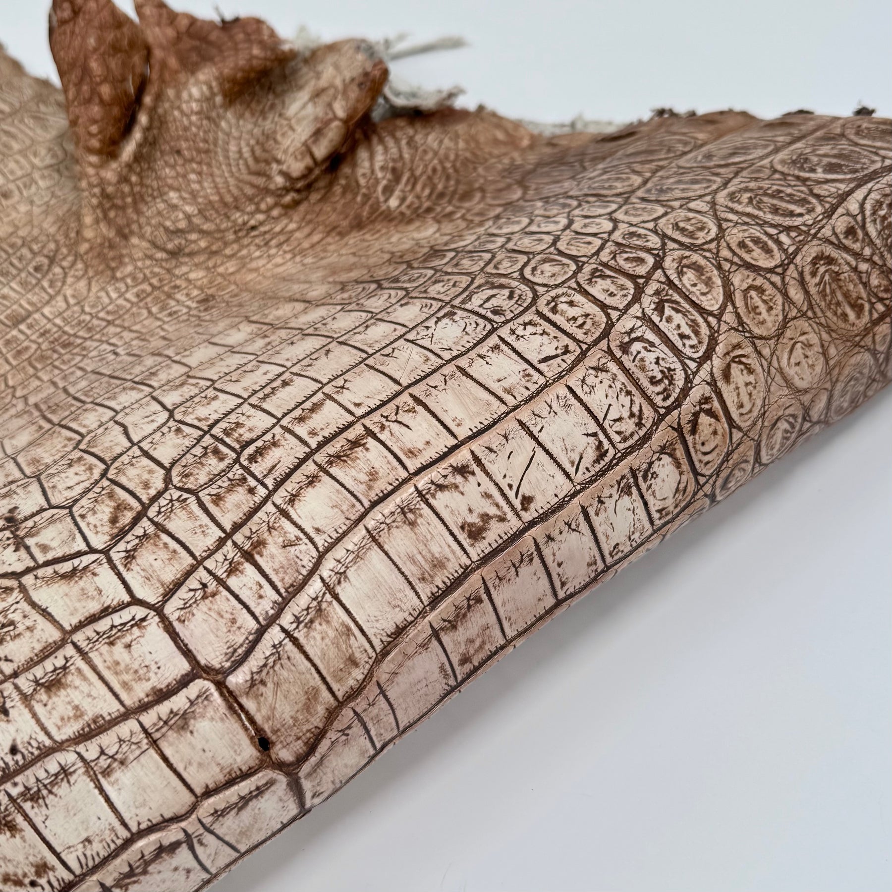 30% OFF Large Nile Crocodile - Hand Painted "Cinnamon Beige" 45 cm | SALE