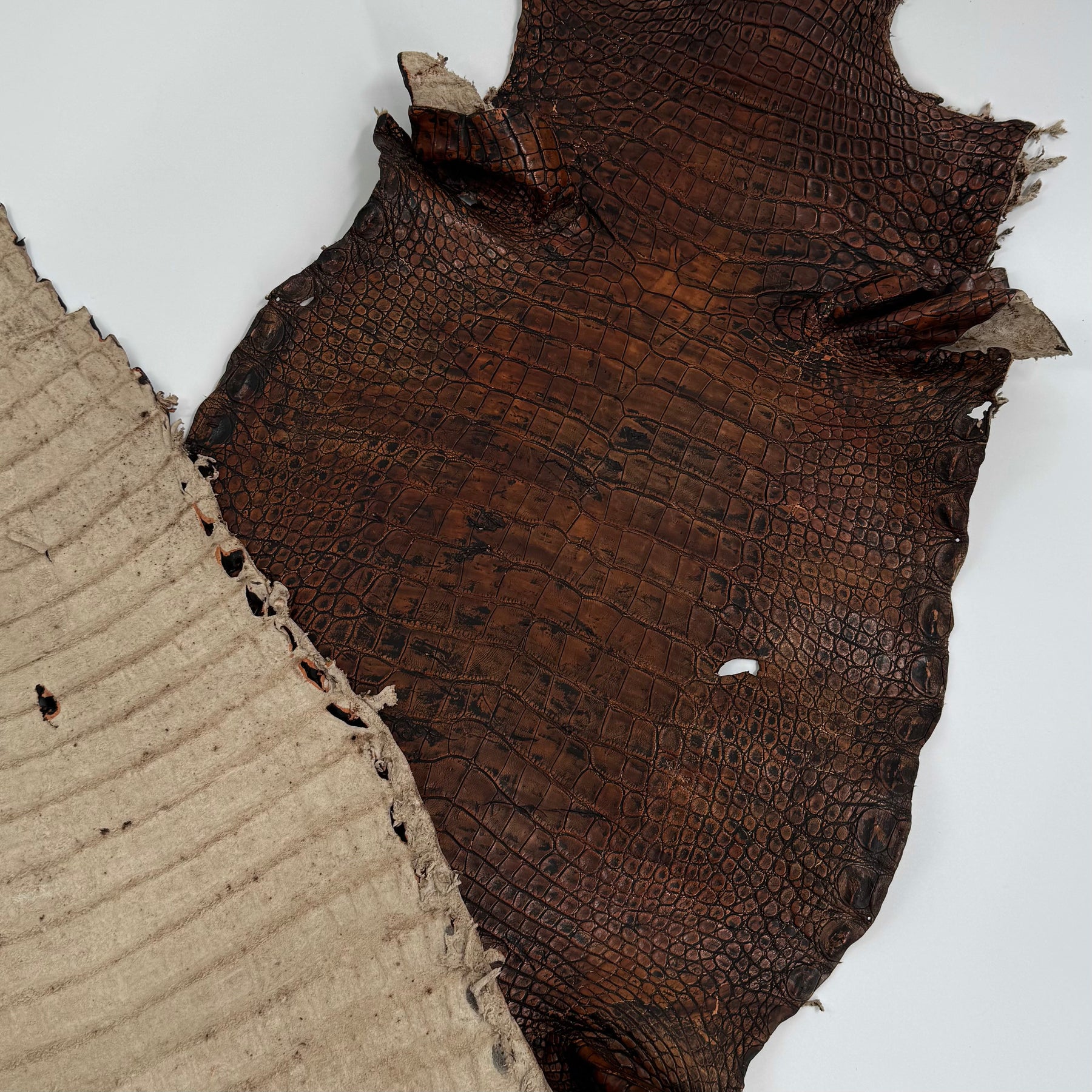 35% OFF | Wild American Alligator Grade 2 - 37 cm - Hand Painted "Walnut" | SALE