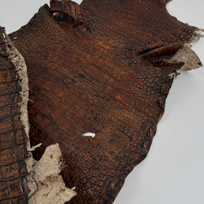 35% OFF | Wild American Alligator Grade 2 - 37 cm - Hand Painted "Walnut" | SALE