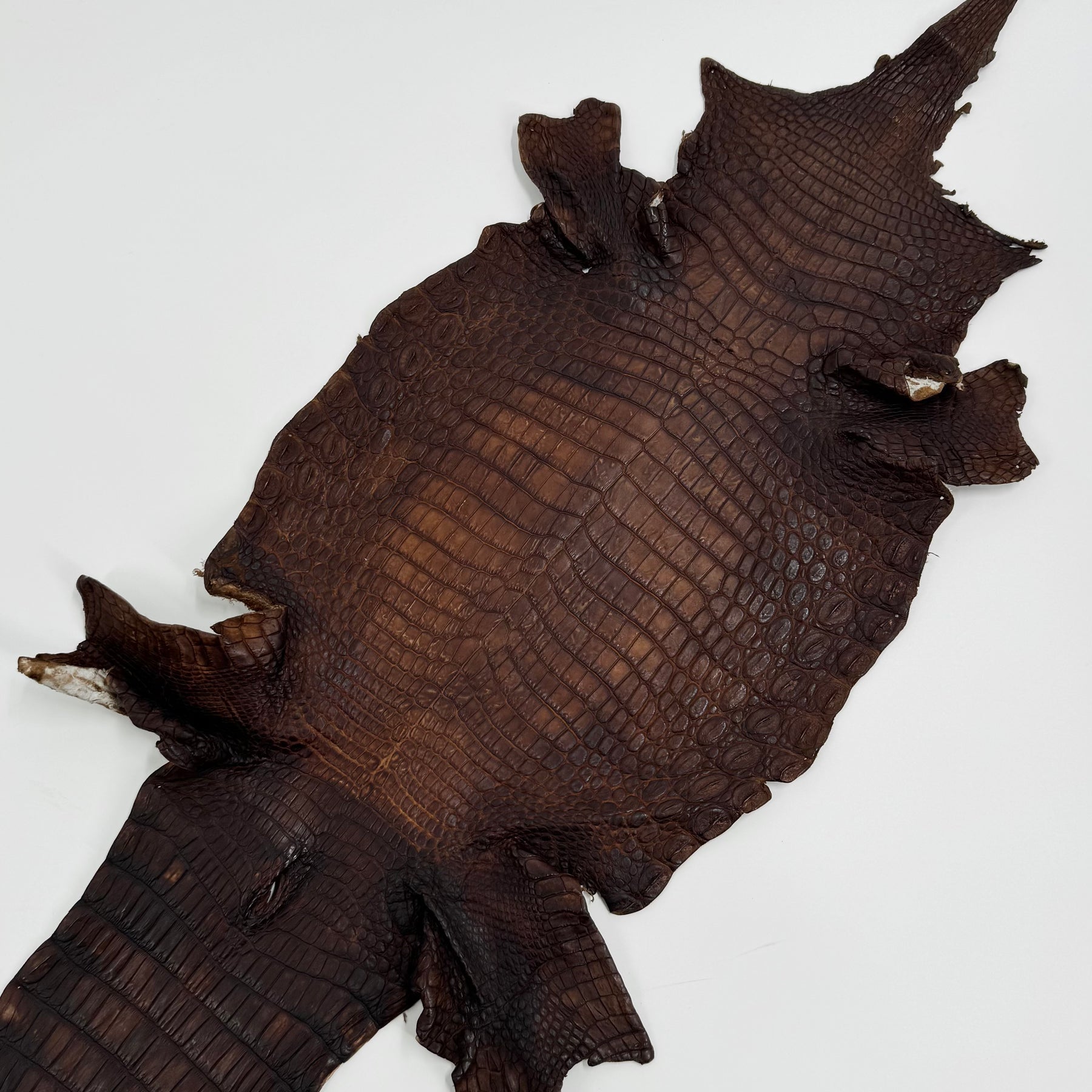 Buy 2, Get 20% OFF - Small Nile Crocodile - Only 4 available | SALE