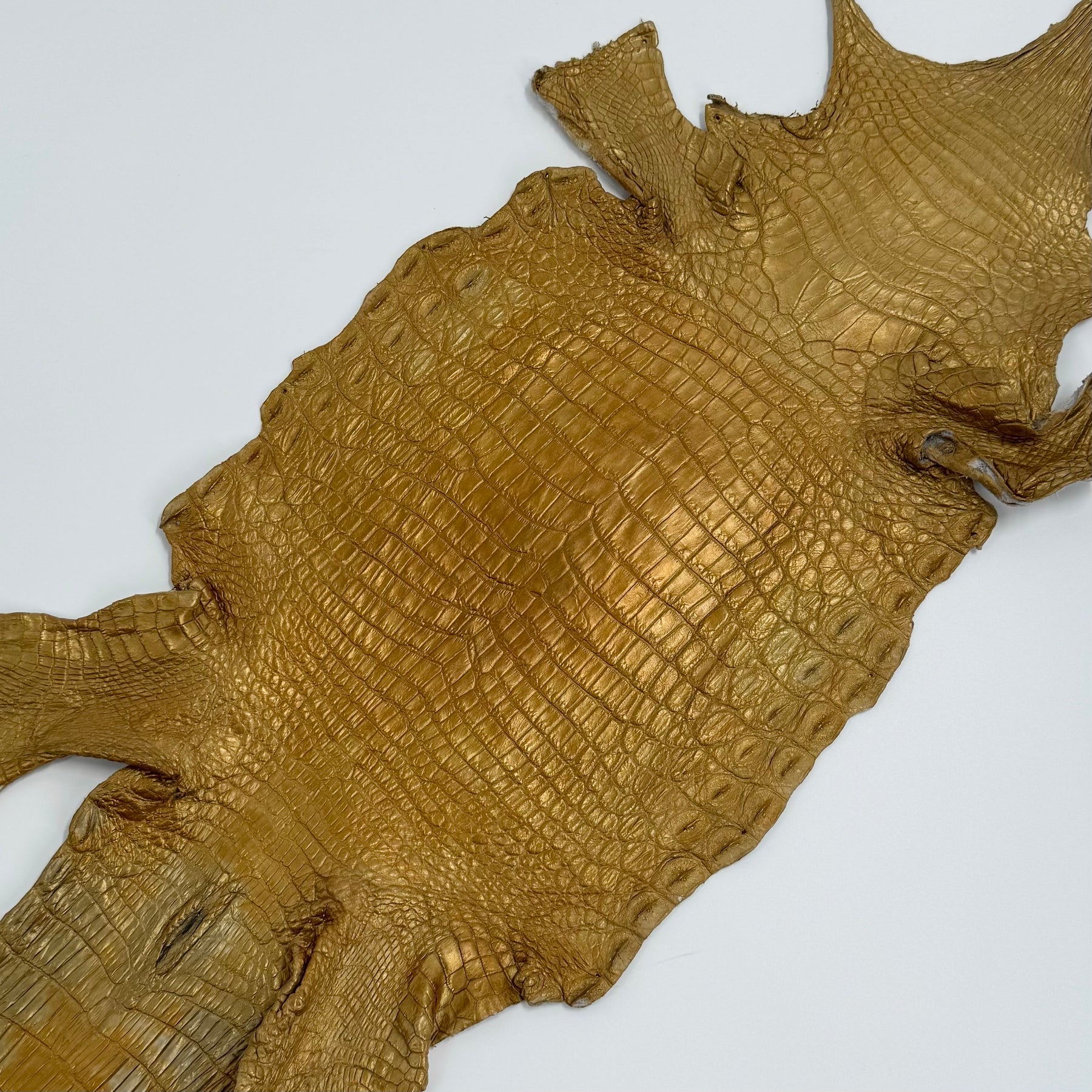 Buy 2, Get 20% OFF - Small Nile Crocodile - Only 4 available | SALE