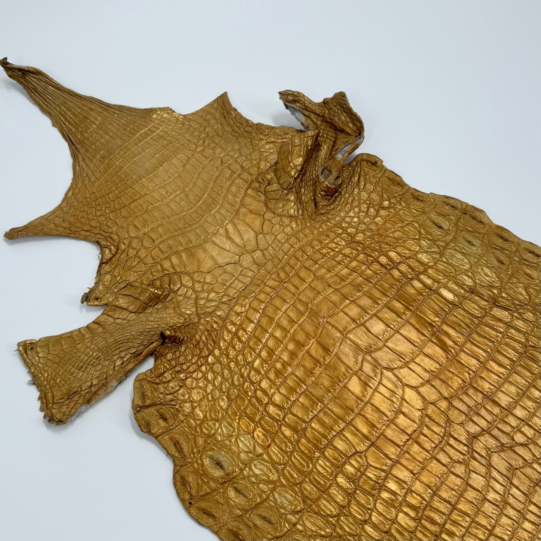 Buy 2, Get 20% OFF - Small Nile Crocodile - Only 4 available | SALE