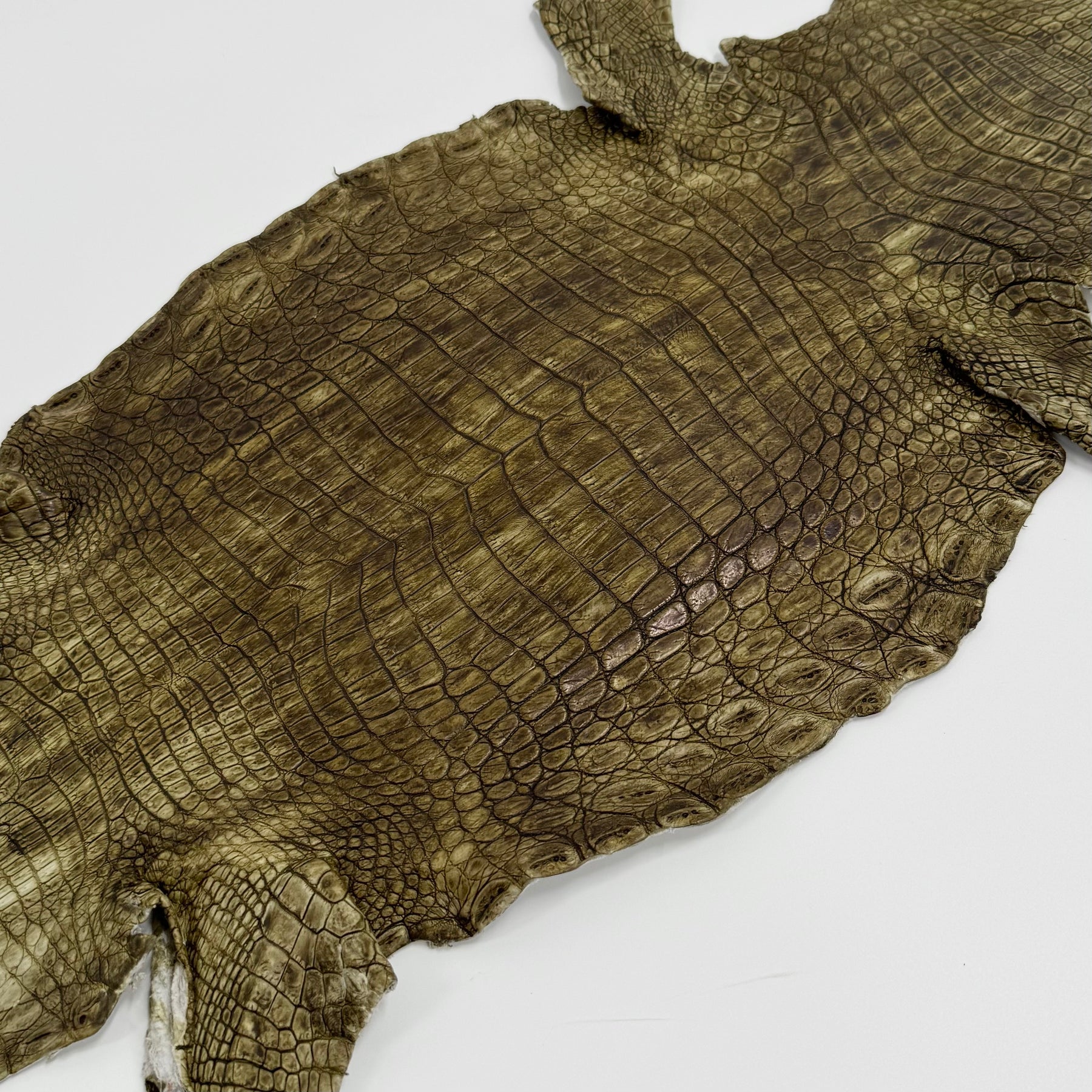 Buy 2, Get 20% OFF - Small Nile Crocodile - Only 4 available | SALE