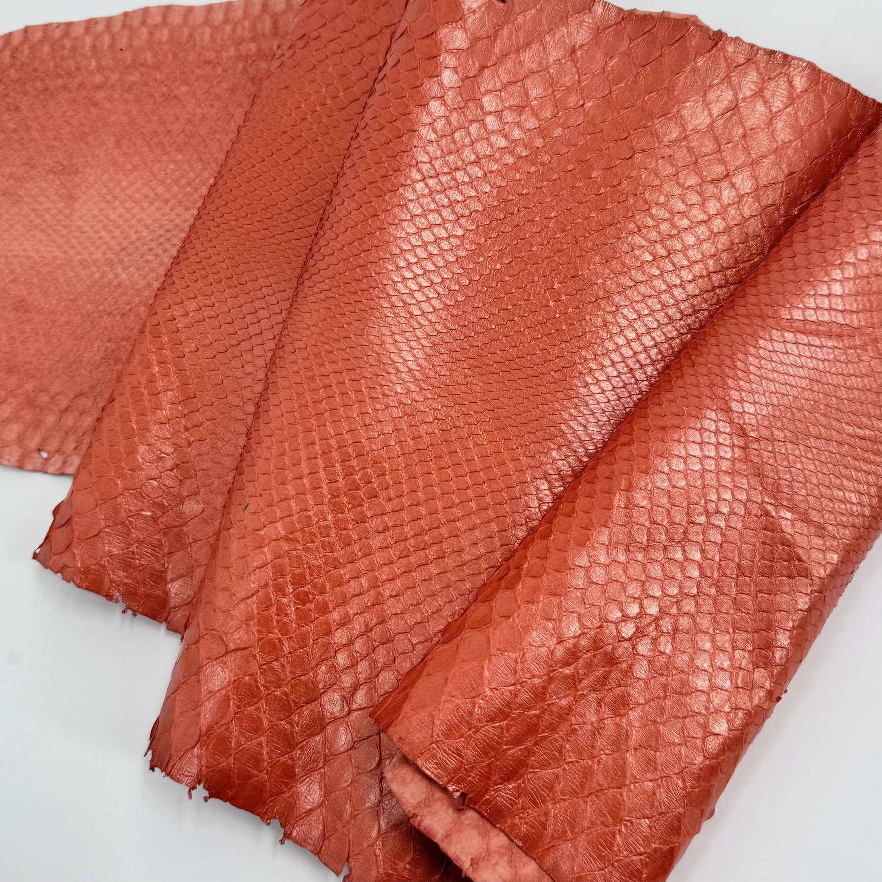 Pearlized Coral Python - Only 1 Available | SALE