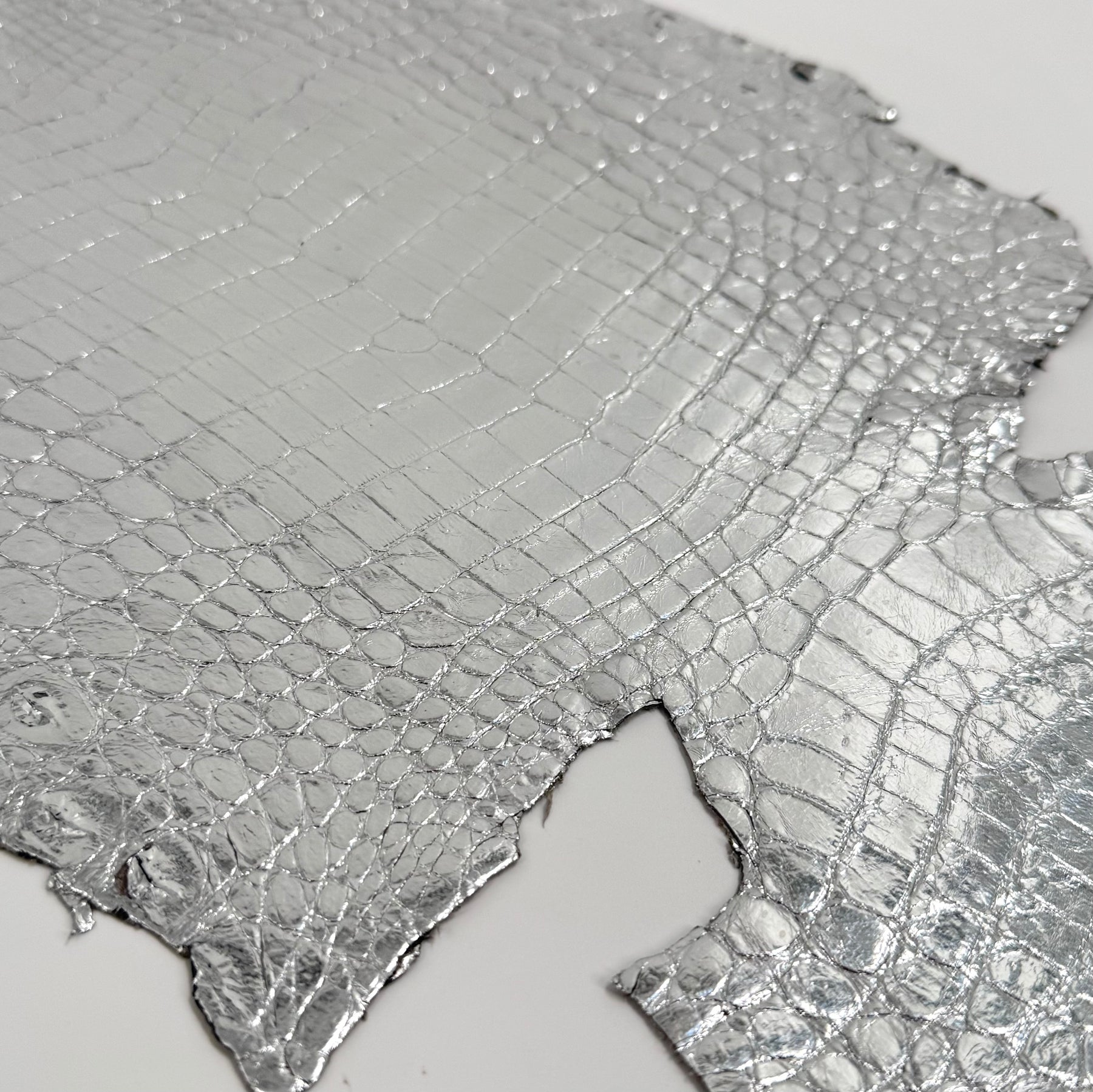 Silver Mirror Foil Mini Nile Crocodile | 23-26 cm