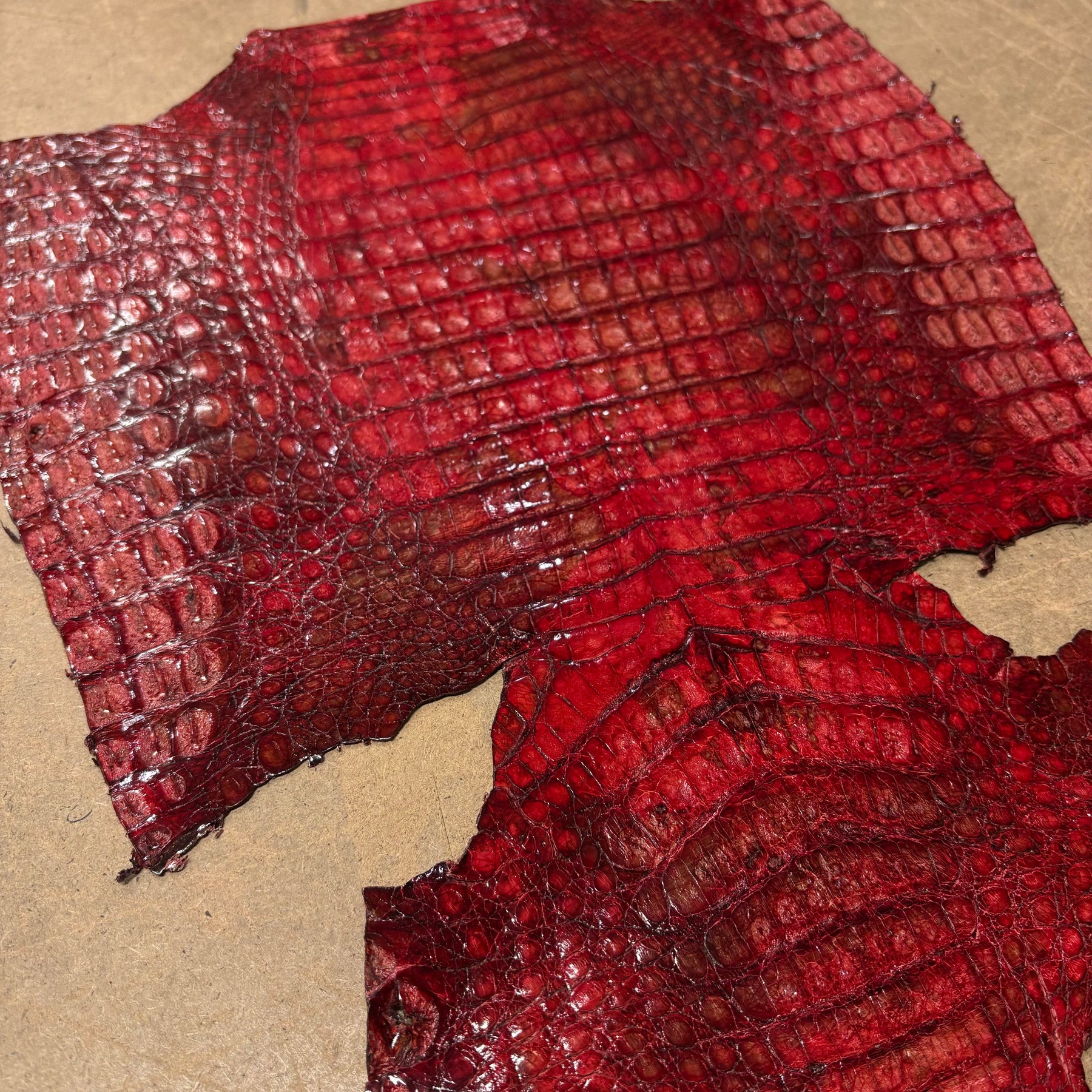 Caiman Crocodile | Belly | Red Glaze