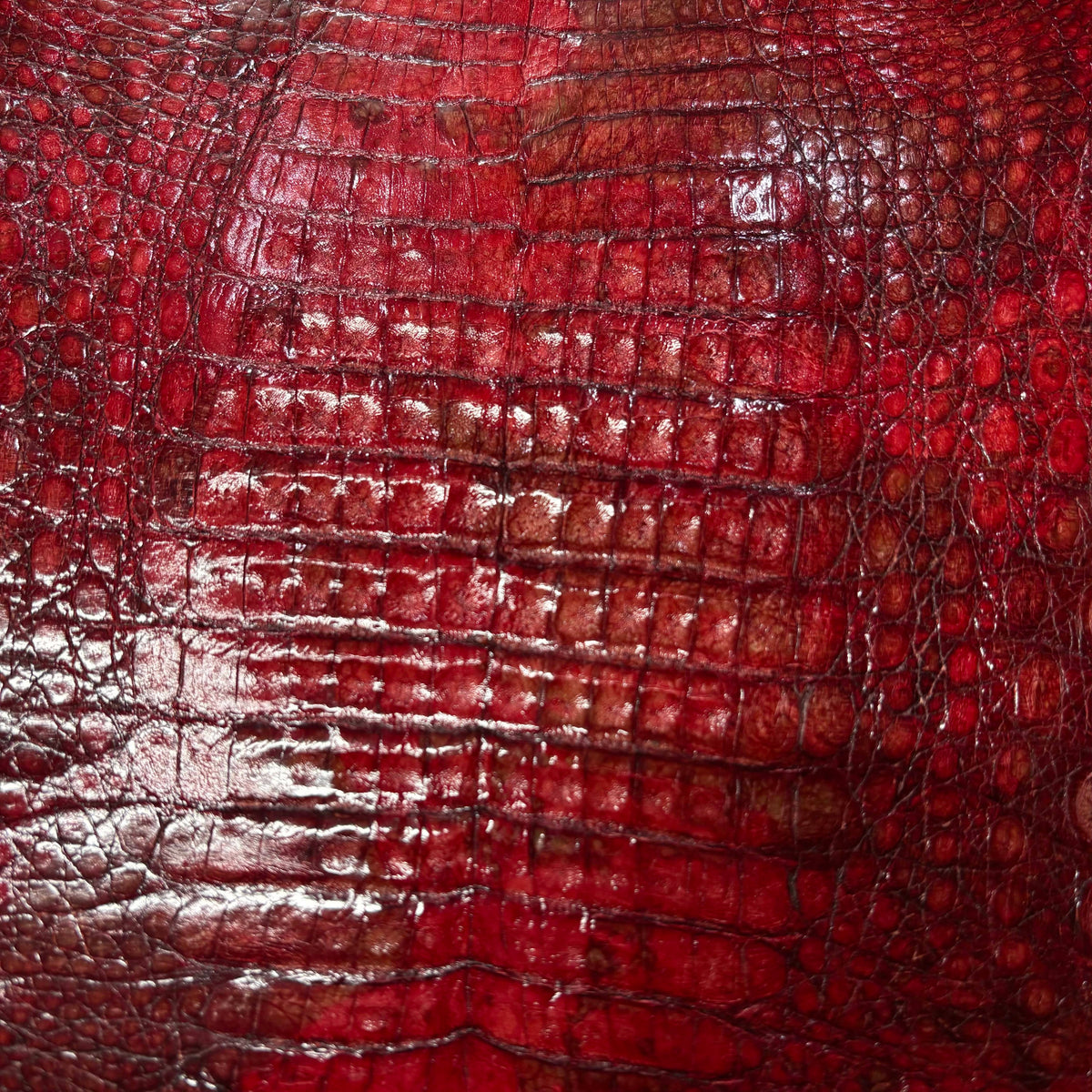 Caiman Crocodile | Belly | Red Glaze