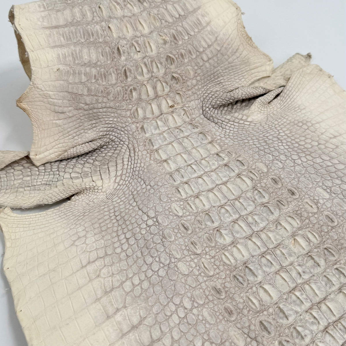 30% OFF Hornback Crocodile Undyed Crust - Only 1 available | SALE
